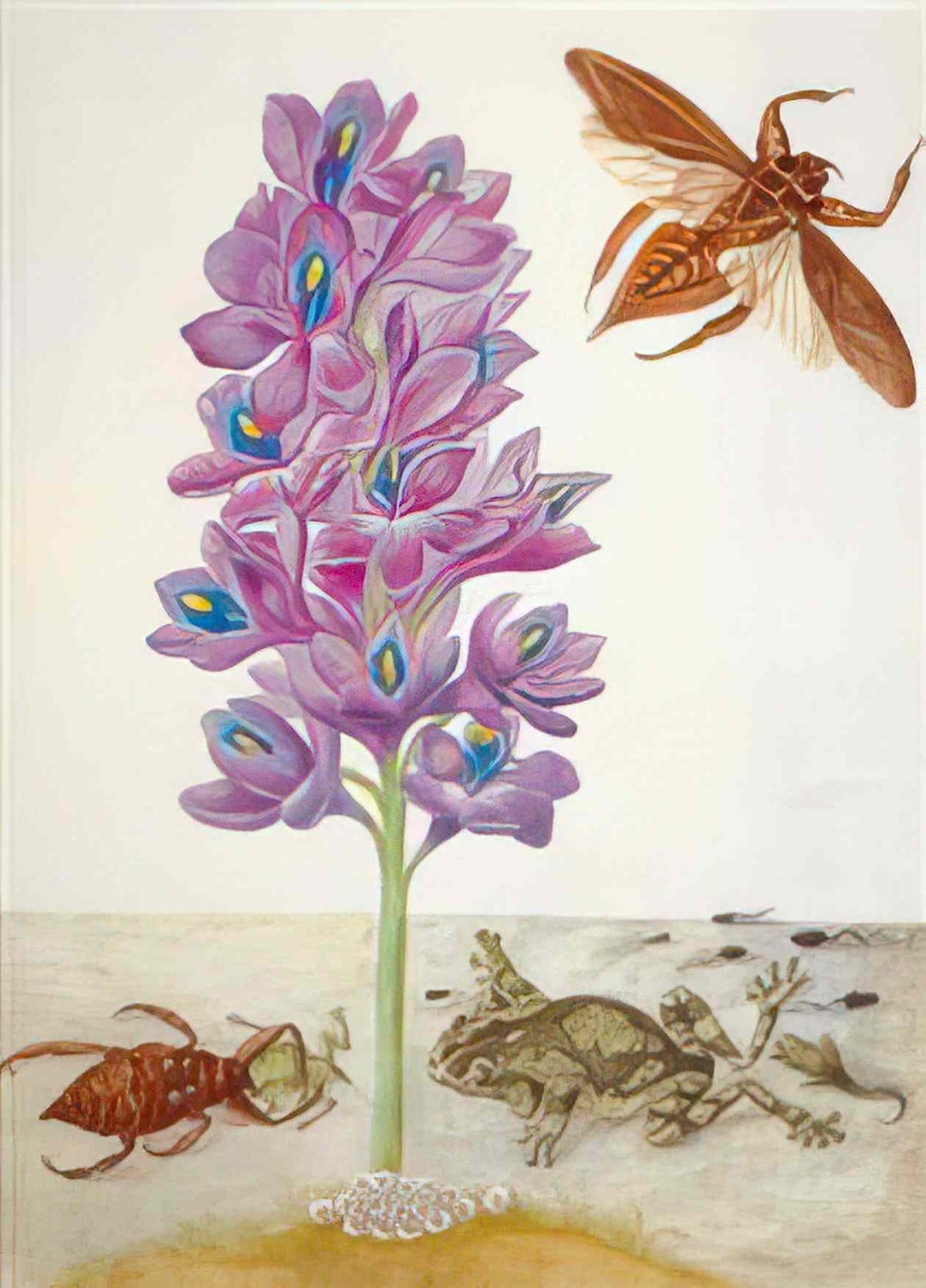 Maria Sibylla Merian wasserskorpion fr sche kaulquappen und wasserhya Art A4 Photo Print