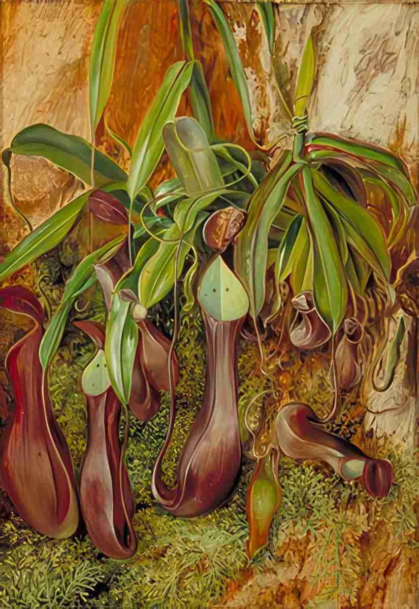 Marianne North A Bornean Pitcher Plant Sarawak Borneo Art A4 Photo Print