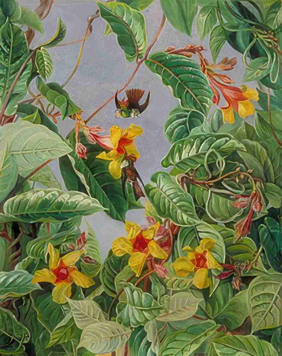 Marianne North A Brazilian Climbing Shrub Humming Birds Art A4 Photo Print