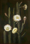 Marianne North A Brazilian Colu ar Cactus Art A4 Photo Print