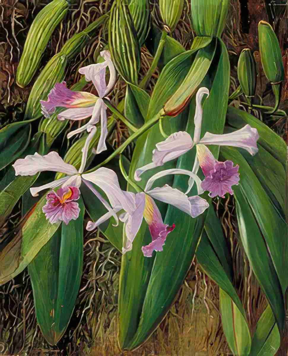 Marianne North A Brazilian Orchid Art A4 Photo Print