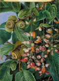 Marianne North A Darjeeling Oak Festooned with a Climber Art A4 Photo Print