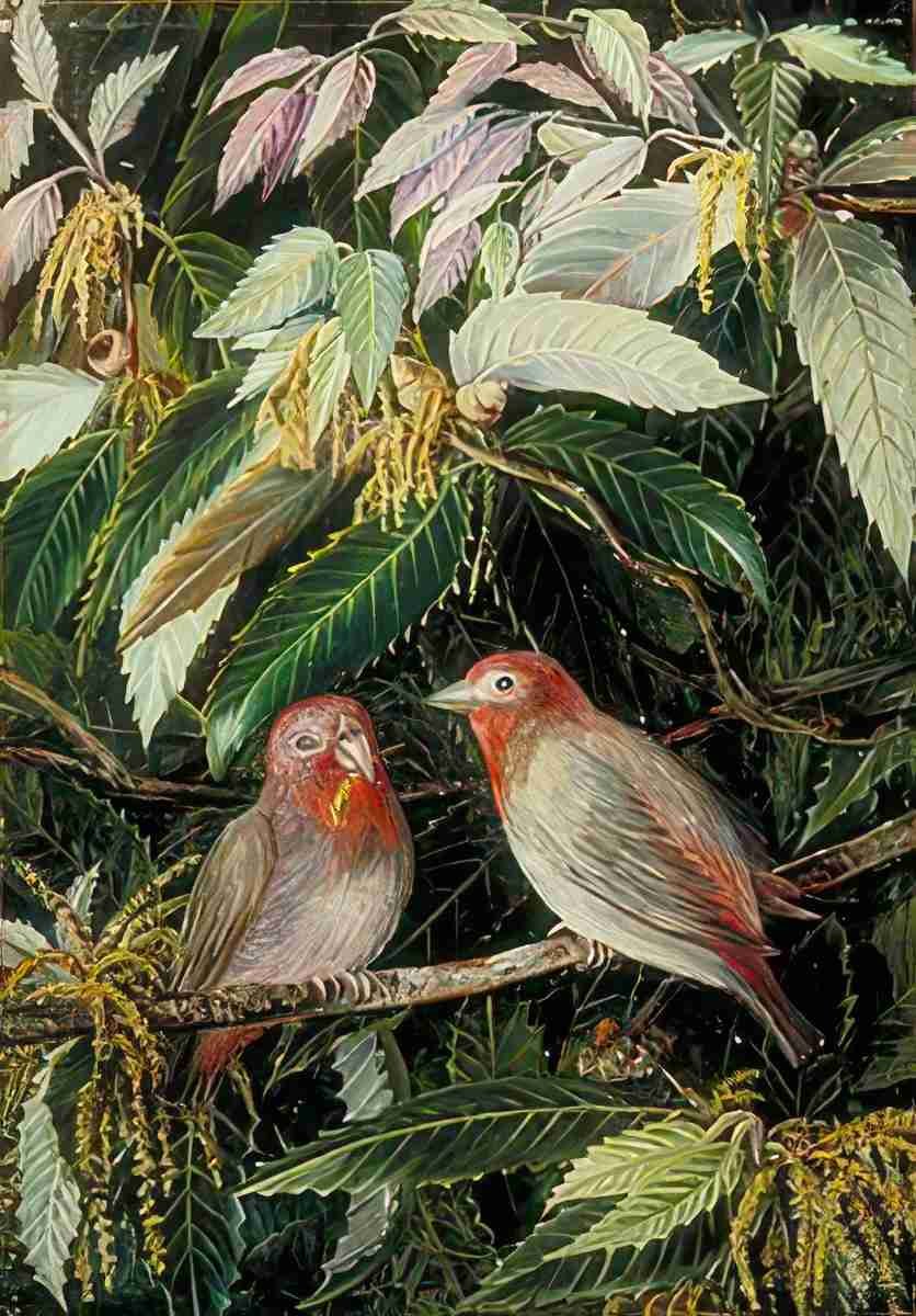 Marianne North A Himalayan Oak Birds Nainee Tal India Art A4 Photo Print