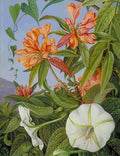 Marianne North A Javan Rhododendron Ipomoea Art A4 Photo Print