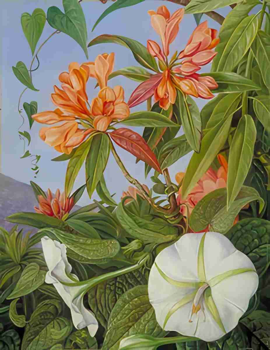 Marianne North A Javan Rhododendron Ipomoea Art A4 Photo Print