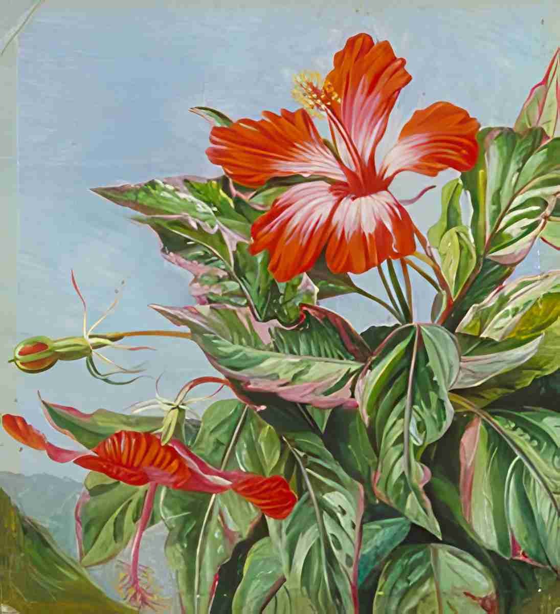 Marianne North A New Caledonian Plant Hibiscus cooperi Art A4 Photo Print