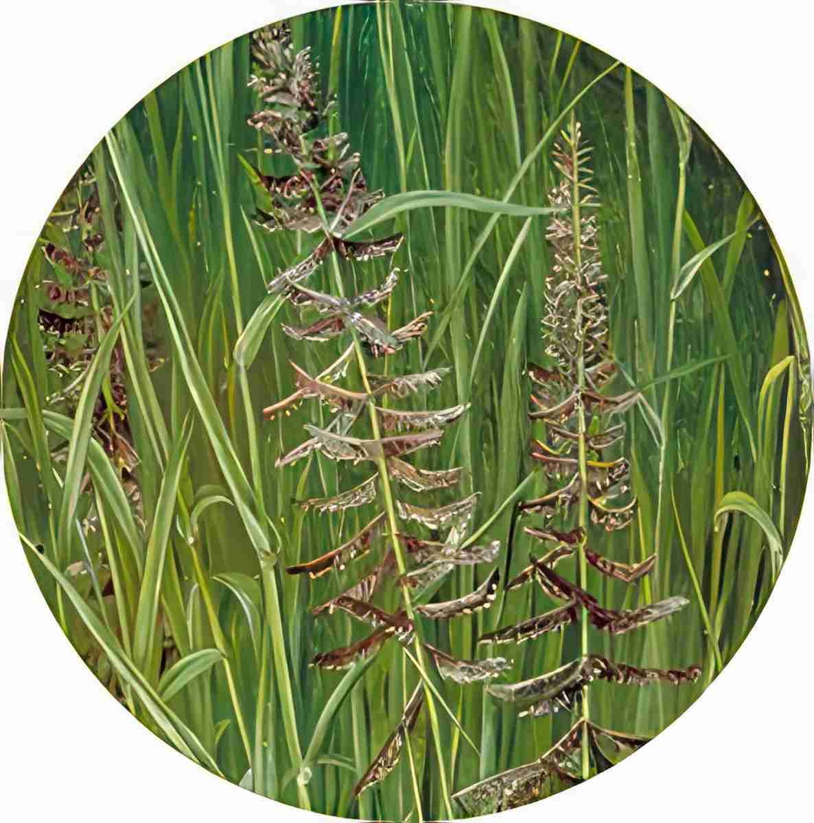 Marianne North A Sacred Grass Art A4 Photo Print