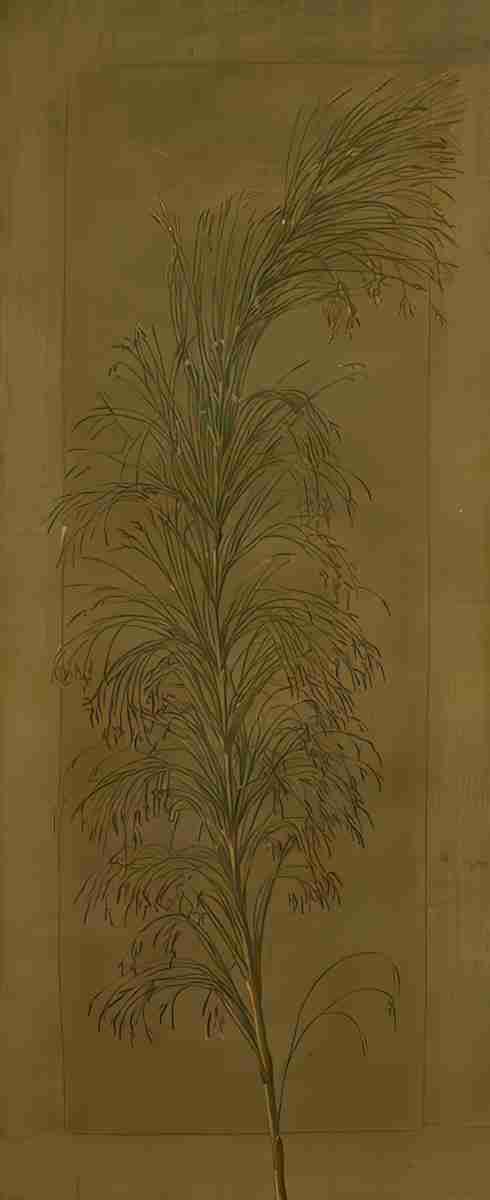 Marianne North A South African Sedge Art A4 Photo Print