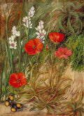 Marianne North A South African Sundew Associate Art A4 Photo Print