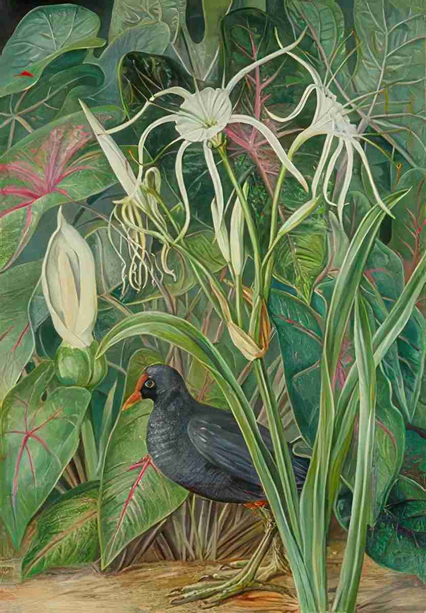 Marianne North A Swamp Plant Moorhen Seychelles Art A4 Photo Print