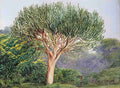 Marianne North A Tree Euphorbia Natal Art A4 Photo Print