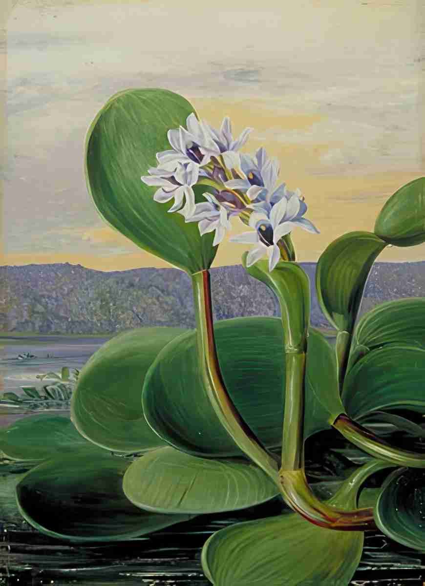 Marianne North A Tropical American Water Plant Art A4 Photo Print