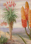 Marianne North Aloes at Natal Art A4 Photo Print