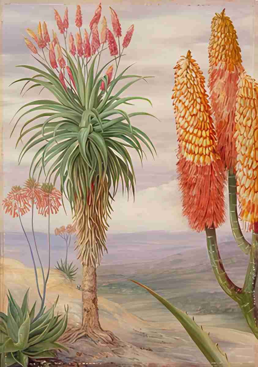 Marianne North Aloes at Natal Art A4 Photo Print