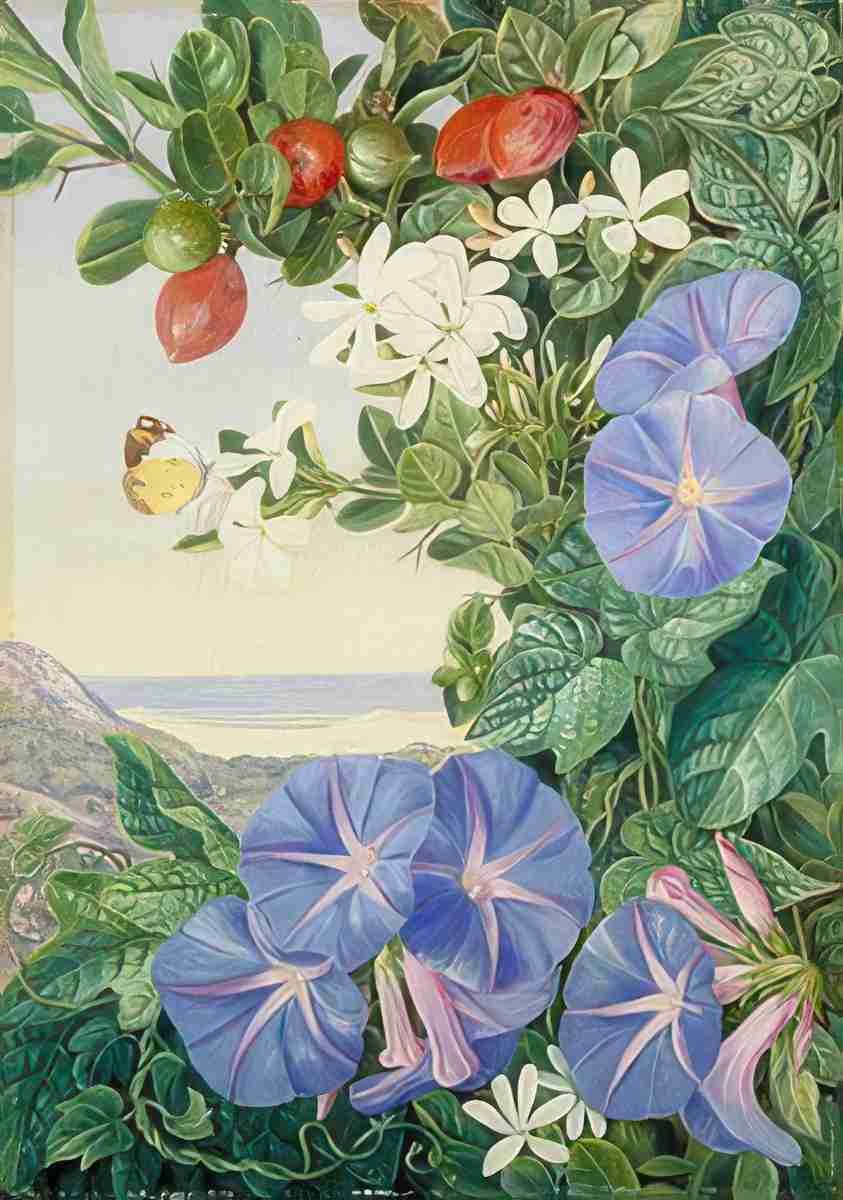 Marianne North Amantungula in Flower Fruit Blue Ipomoea South Africa Art A4 Photo Print