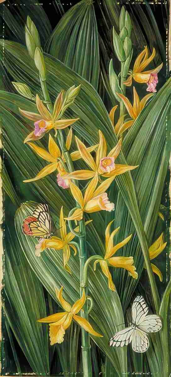Marianne North An Orchid Butterflies Art A4 Photo Print