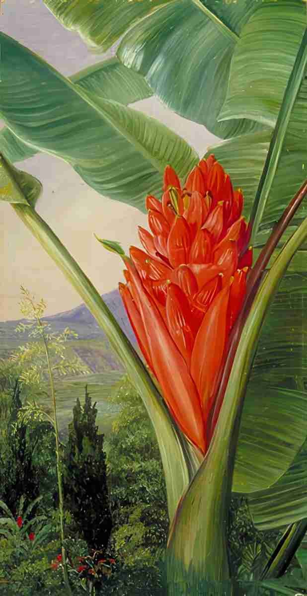 Marianne North Banana American Aloe Cypress in a Garden Java Art A4 Photo Print