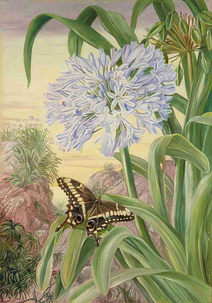 Marianne North Blue Lily a Large Butterfly Natal Art A4 Photo Print