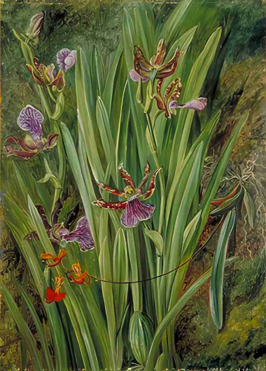 Marianne North Brazilian Orchids 2 Art A4 Photo Print