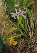 Marianne North Brazilian Orchids Other Epiphytes Art A4 Photo Print