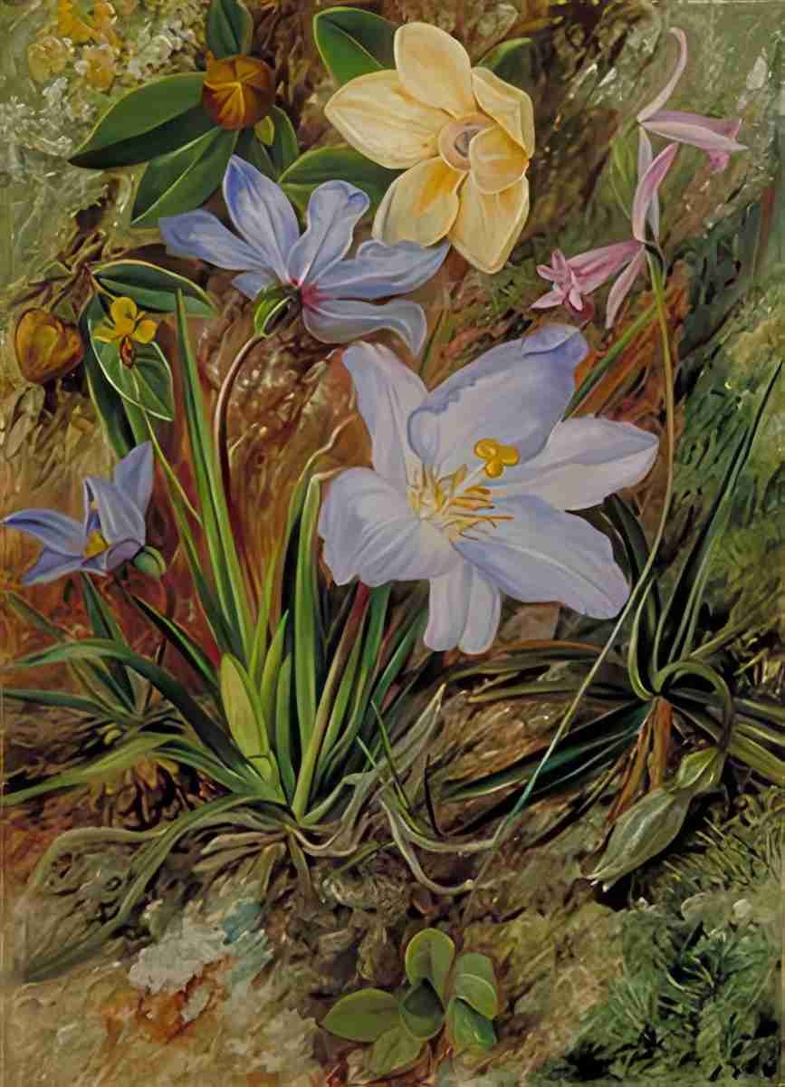 Marianne North Brazilian Wild Flowers 2 Art A4 Photo Print