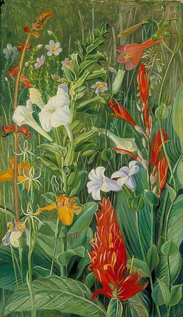 Marianne North Brazilian Wild Flowers Art A4 Photo Print