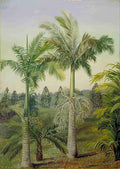 Marianne North Brisbane c Gardens Art A4 Photo Print