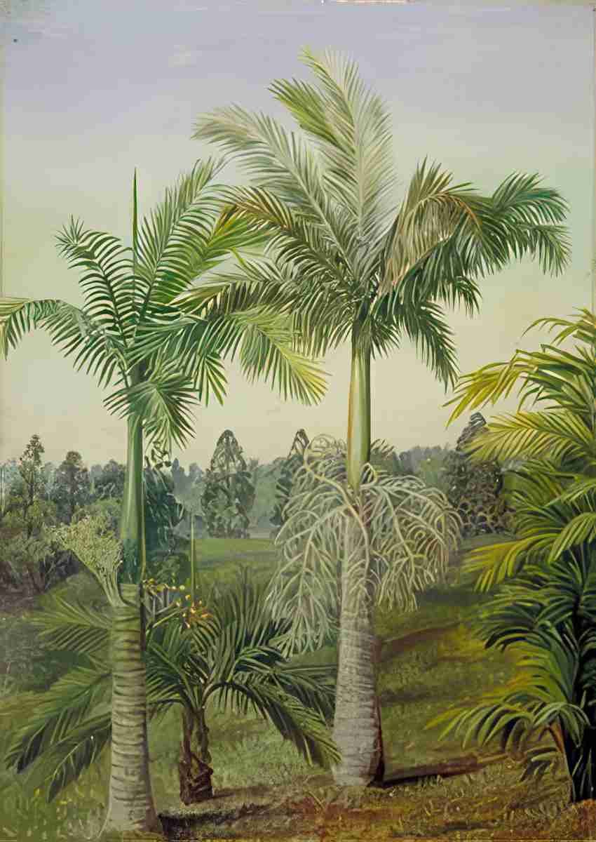 Marianne North Brisbane c Gardens Art A4 Photo Print