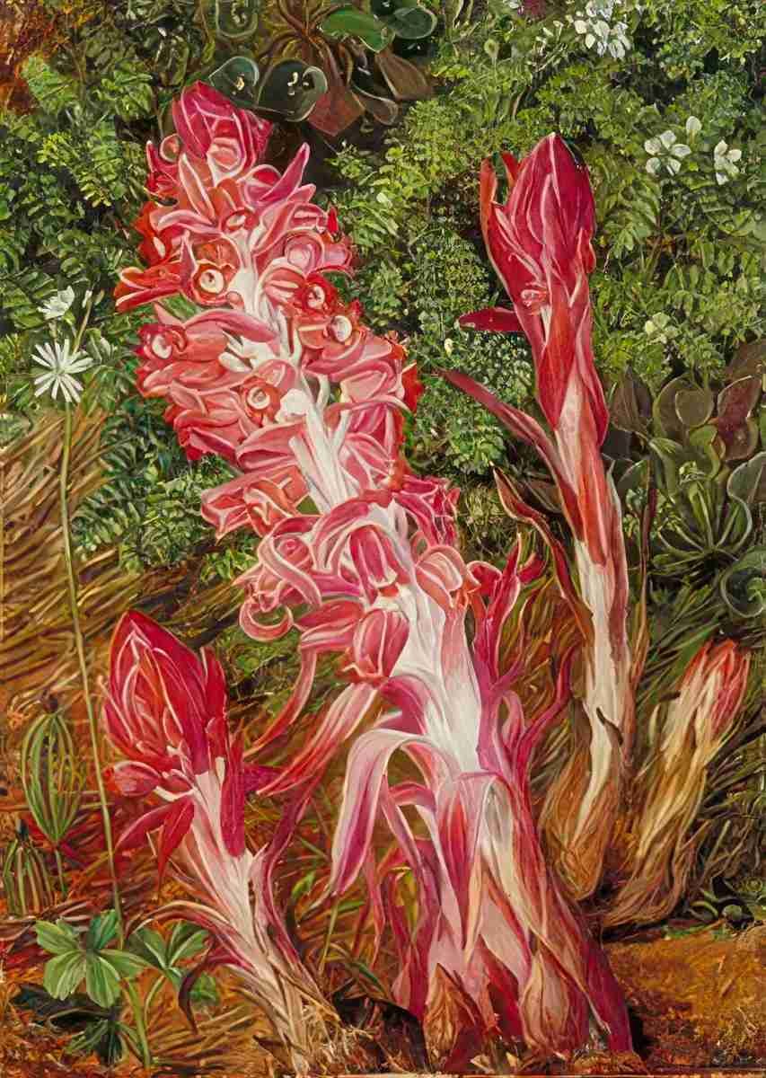Marianne North Californian Flowers Art A4 Photo Print