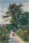 Marianne North Cedar Path Alderley Garden Gloucestershire S Art A4 Photo Print