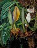 Marianne North Climbing Aroid a Nest of White Sparrows Java Art A4 Photo Print