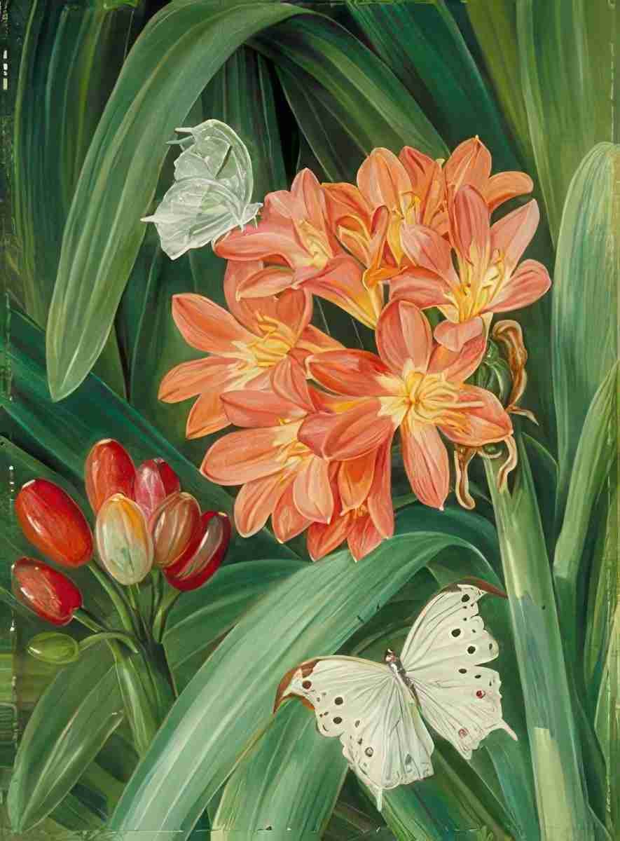Marianne North Clivia miniata Moths Natal Art A4 Photo Print