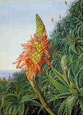 Marianne North Common Aloe in Flower Teneriffe Art A4 Photo Print