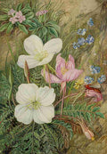 Marianne North Common Flowers of Chili Art A4 Photo Print