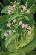 Marianne North Common Tobacco Art A4 Photo Print