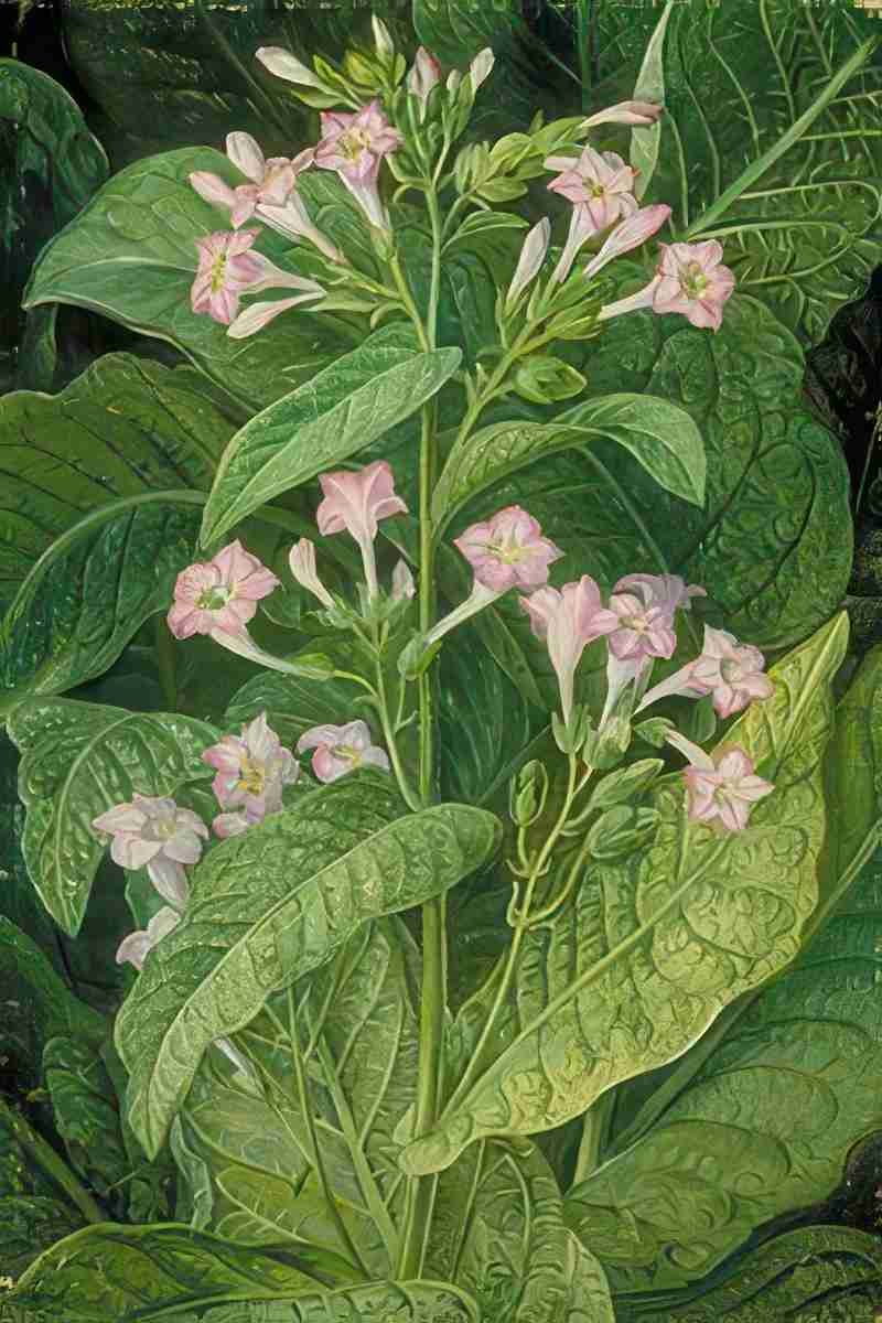 Marianne North Common Tobacco Art A4 Photo Print