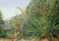 Marianne North Cycads Screw Pines Bamboos with Durban in the Distance Art A4 Photo Print