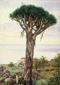 Marianne North Dragon Tree at San Juan de Rambla Teneriffe Art A4 Photo Print