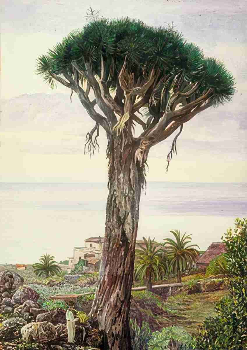 Marianne North Dragon Tree at San Juan de Rambla Teneriffe Art A4 Photo Print