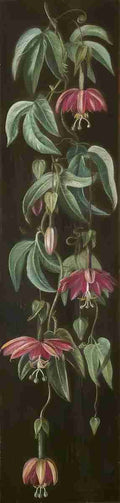 Marianne North Exotic Flowering Plant on a Black Background Art A4 Photo Print