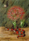 Marianne North Flor Imperiale Coral Snake Spider Brazil Art A4 Photo Print