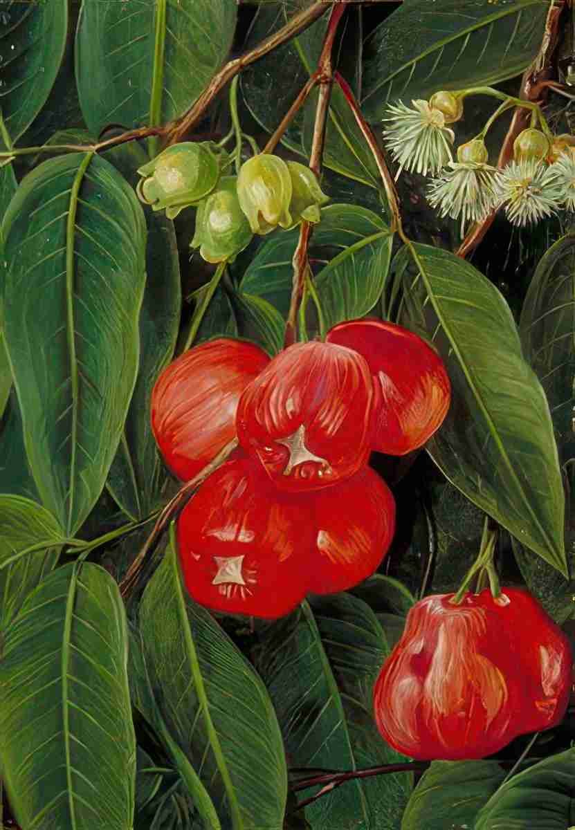Marianne North Flowers Fruit of the Jamboa Boll Java Art A4 Photo Print