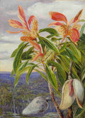 Marianne North Flowers Seed Vessels of the Port Jackson Wooden Pear New South Wales Art A4 Photo Print