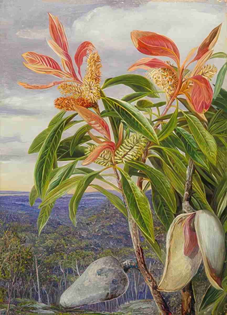 Marianne North Flowers Seed Vessels of the Port Jackson Wooden Pear New South Wales Art A4 Photo Print