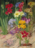 Marianne North Flowers of Tulbagh South Africa Art A4 Photo Print