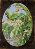 Marianne North Foliage Flowers Fruit of a Tree Sacred to Krishna Art A4 Photo Print