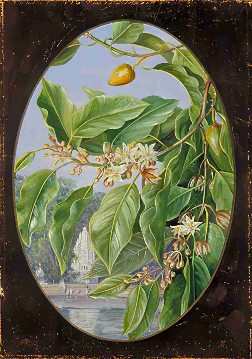 Marianne North Foliage Flowers Fruit of a Tree Sacred to Krishna Art A4 Photo Print