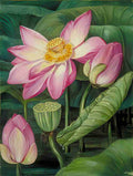 Marianne North Foliage Flowers Fruit of the Sacred Lotus in Java Art A4 Photo Print