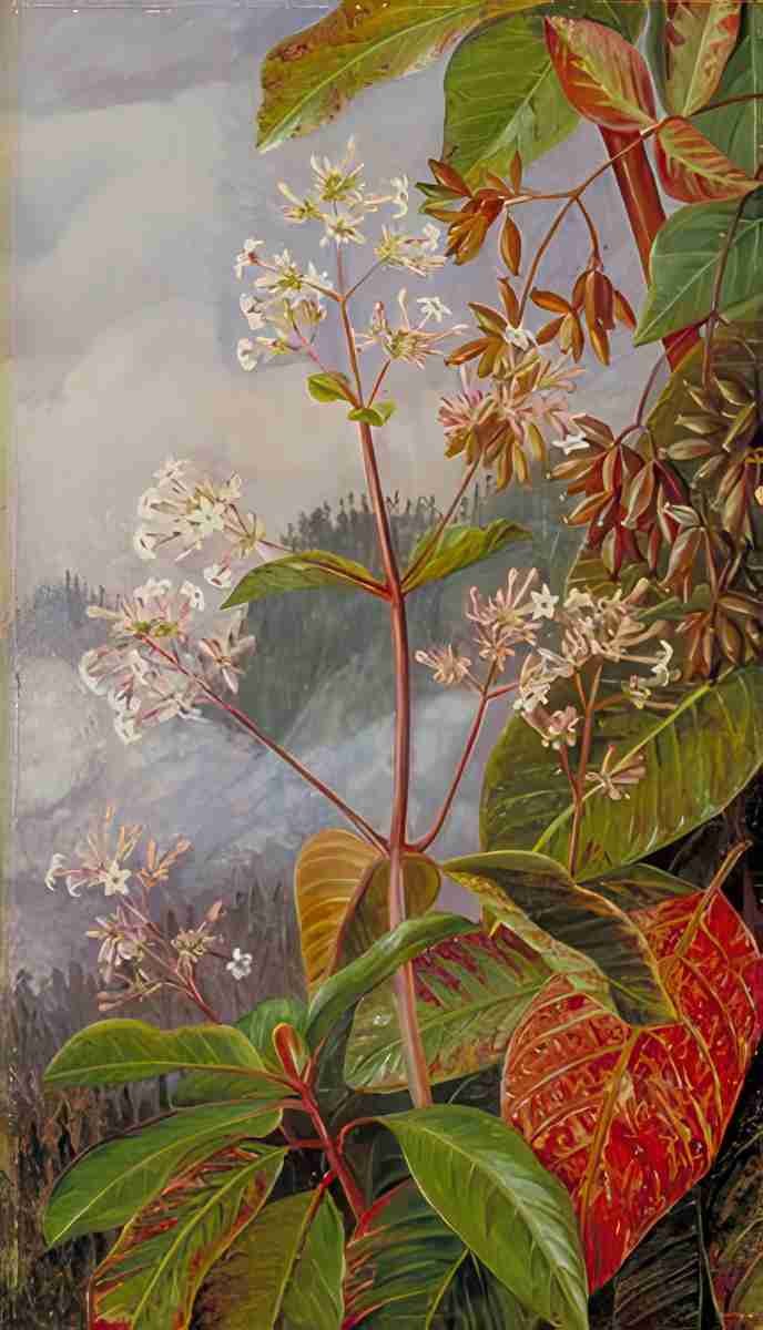 Marianne North Foliage Flowers Seed Vessels of a Peruvian Bark Tree Art A4 Photo Print