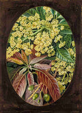 Marianne North Foliage Flowers Young Fruit of the Mango Art A4 Photo Print